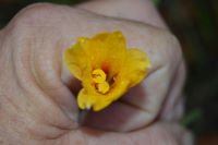 Yellow rain lily in my hand